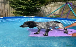 Sprocker dogs for stud: Sprocker Stud Dog - working line, 1 year old - Image 12