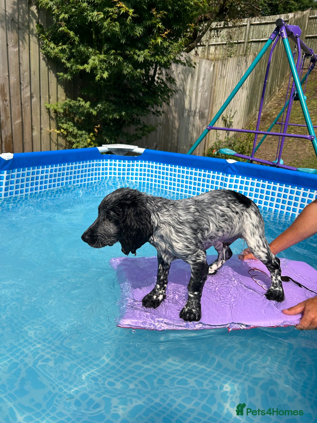 Sprocker dogs for stud: Sprocker Stud Dog - working line, 1 year old - Image 12