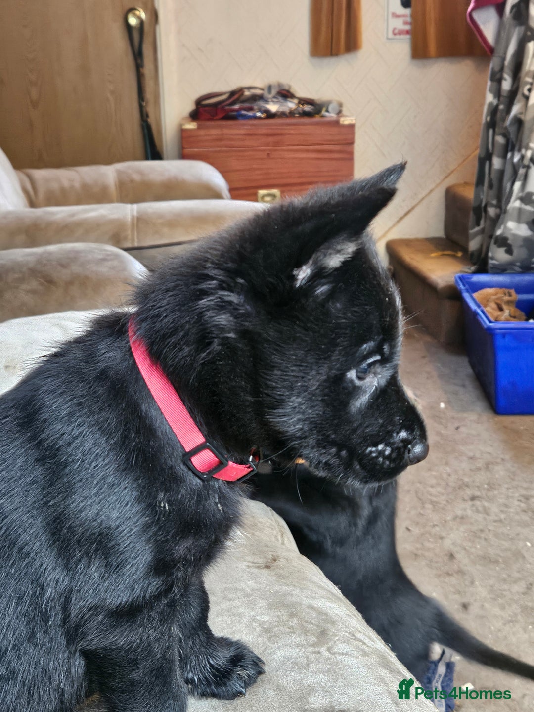 German Shepherd dogs for sale: German Shepard mainly black  - Advert 8