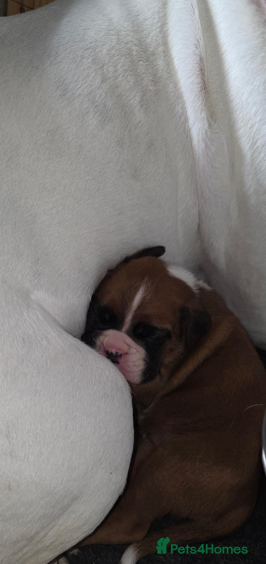 Boxer dogs Beautiful chunky boxer puppies - Advert 5