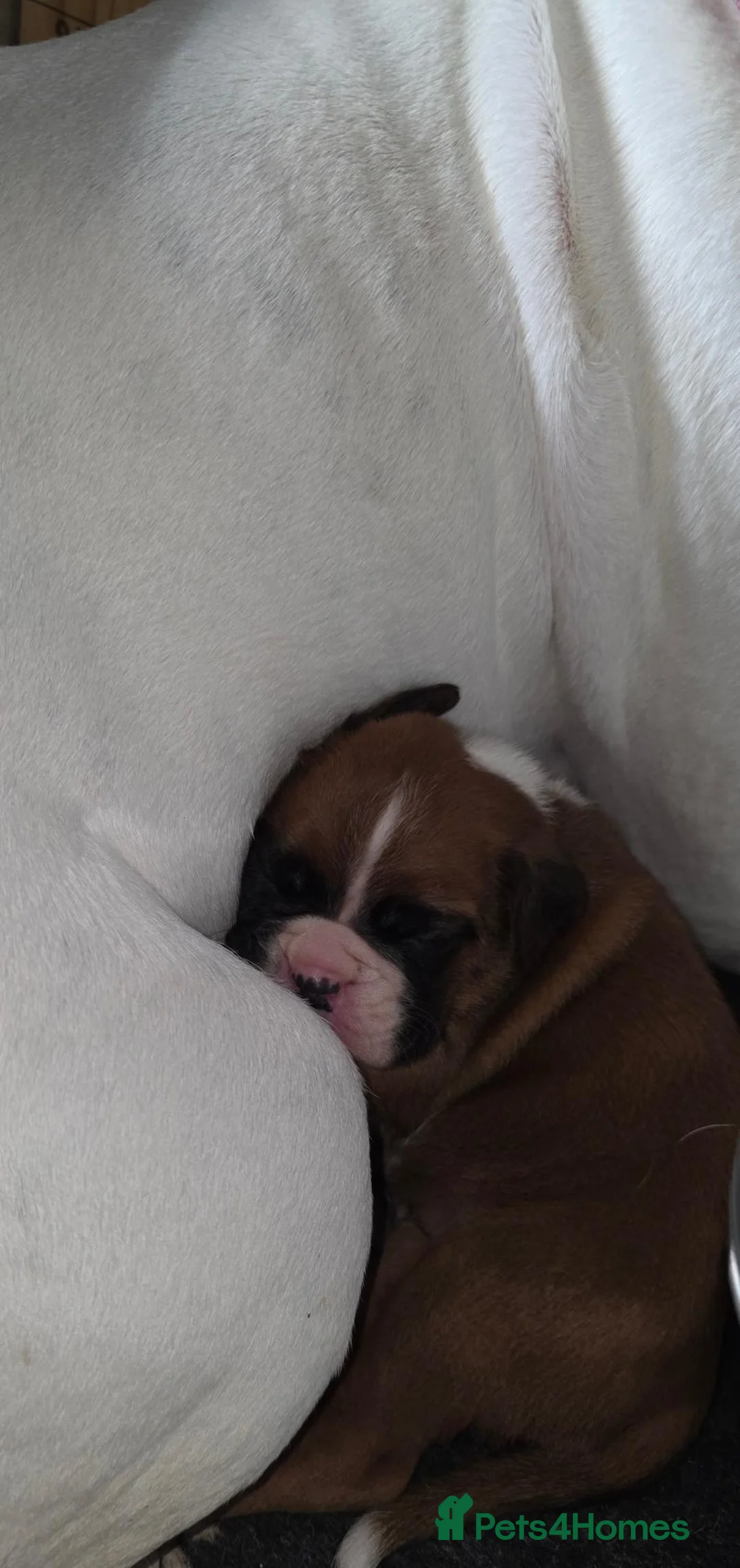 Boxer dogs for sale: Beautiful chunky boxer puppies in Bury Saint Edmunds - Advert 1