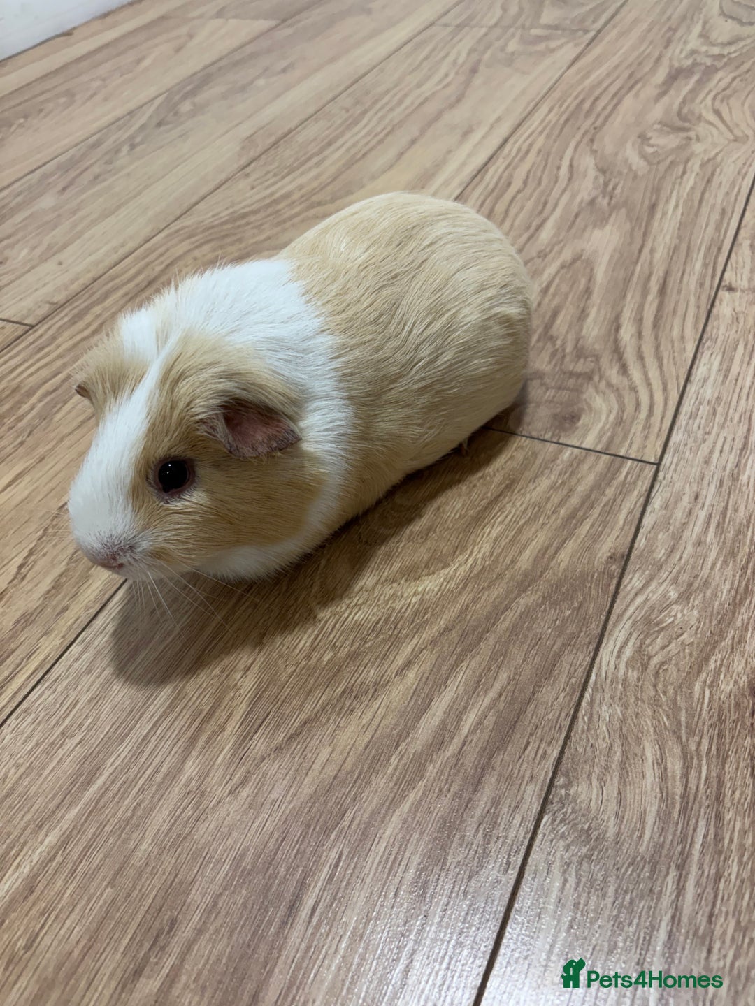 Guinea Pig rodents for sale: 2 male guinea pigs with cage  - Advert 3