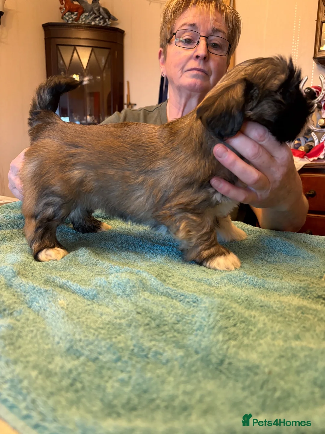 Lhasa Apso dogs for sale: Lovable Lhasa pups in Huntly - Advert 2