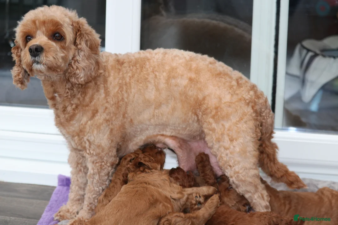 Cavapoo dogs for sale: Cavapoo 🐶 - Advert 10