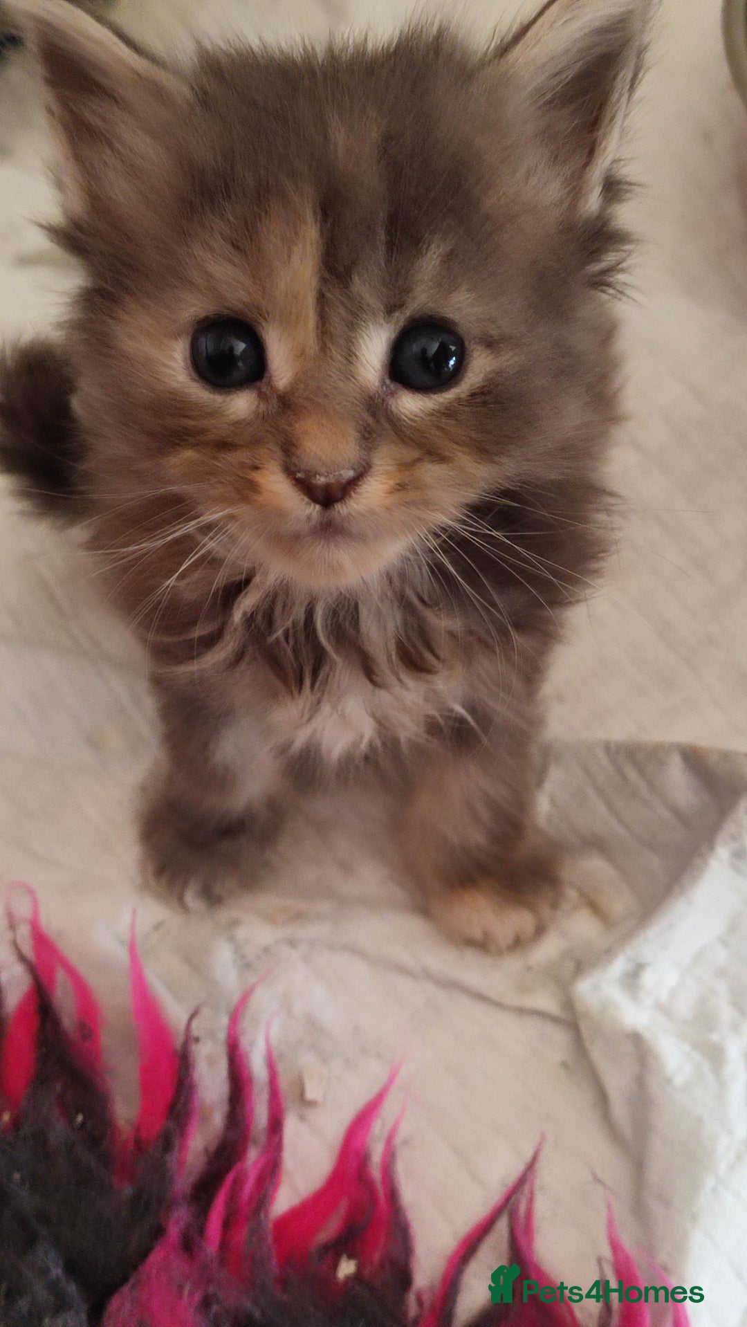 Maine Coon cats for sale: Fully health tested and Tica registered  in Great Missenden - Image 5