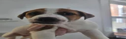 Parson Russell dogs for sale: 5 Parsons Russell's for sale - Advert 9