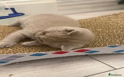 British Shorthair cats for sale: Price reduced Reg gccf Liliac BSH two female  - Image 30