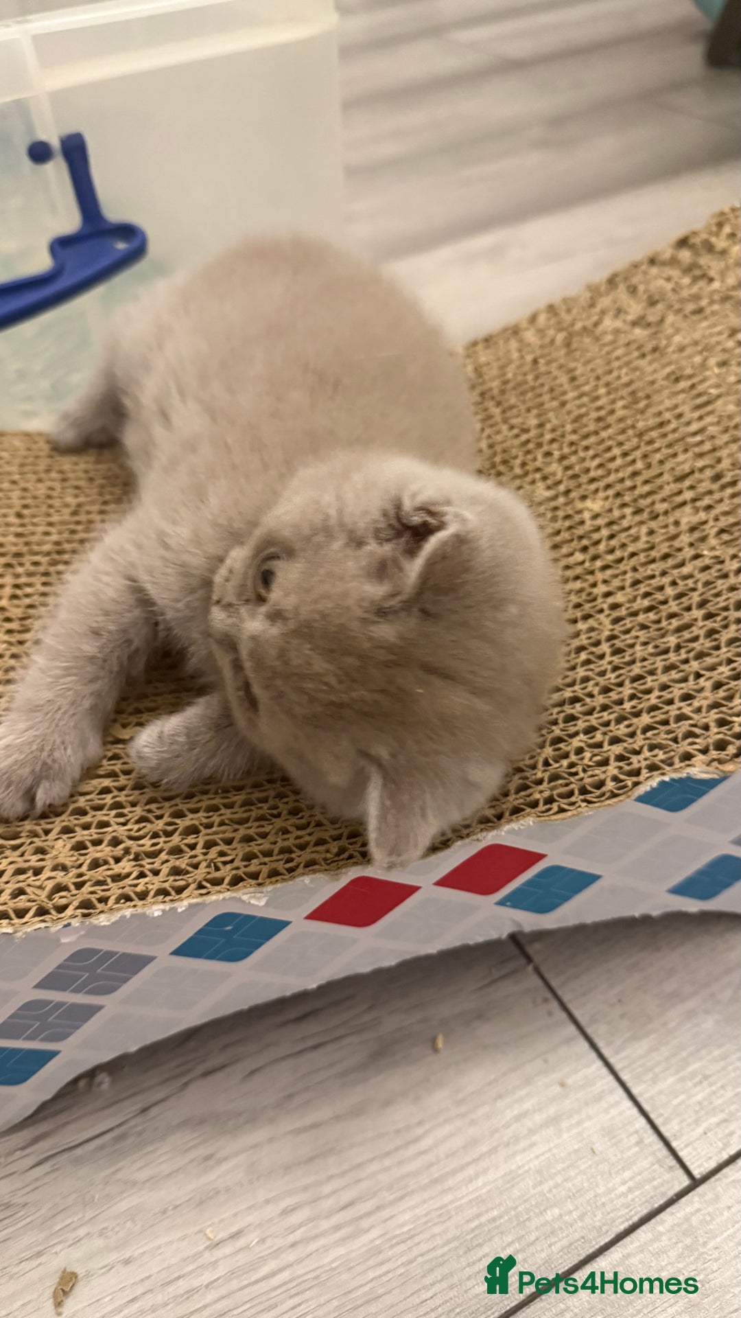 British Shorthair cats for sale: Price reduced Reg gccf Liliac BSH two female  - Image 30