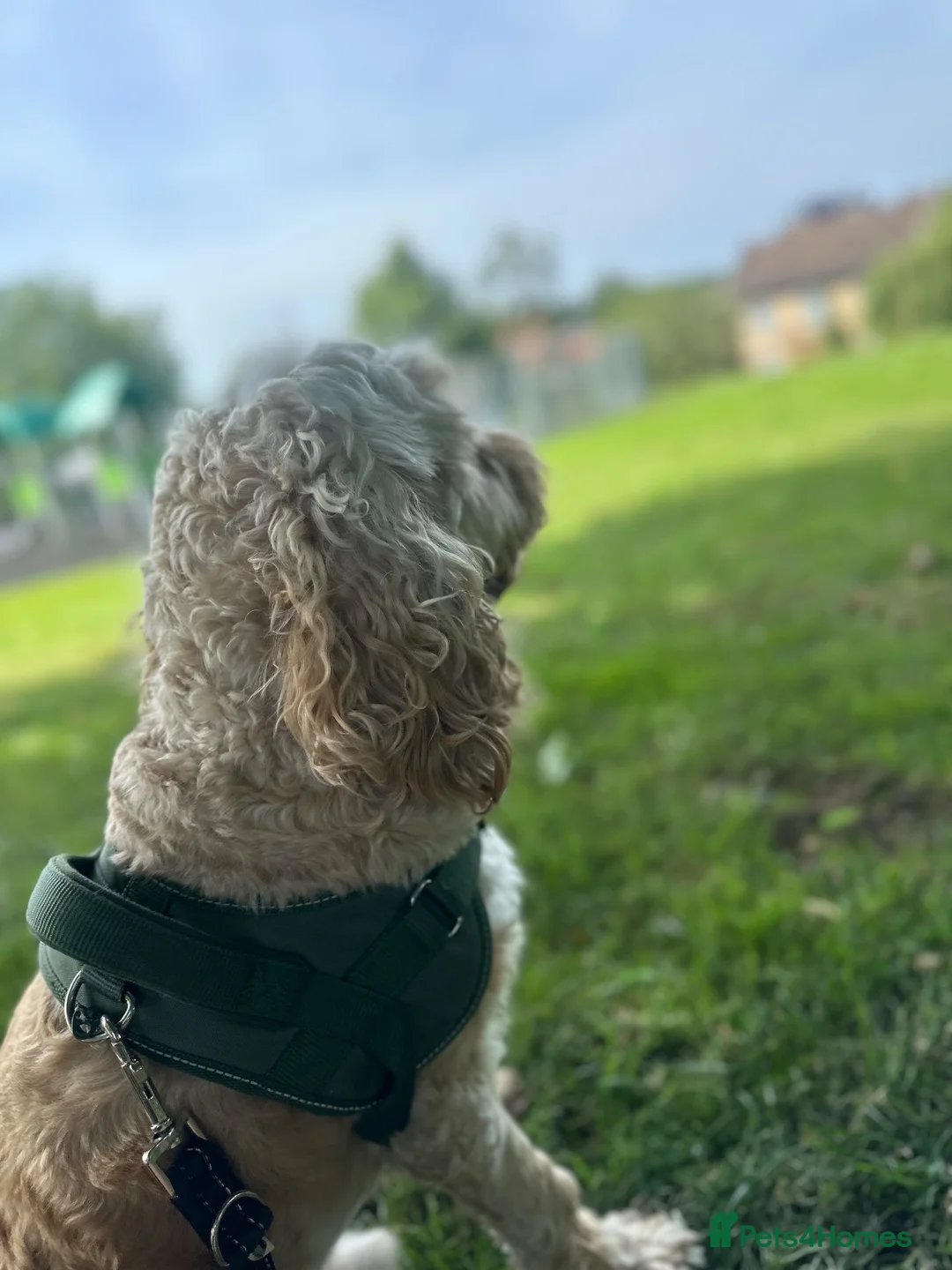 Cockapoo dogs for stud: Toby for Stud - Advert 2