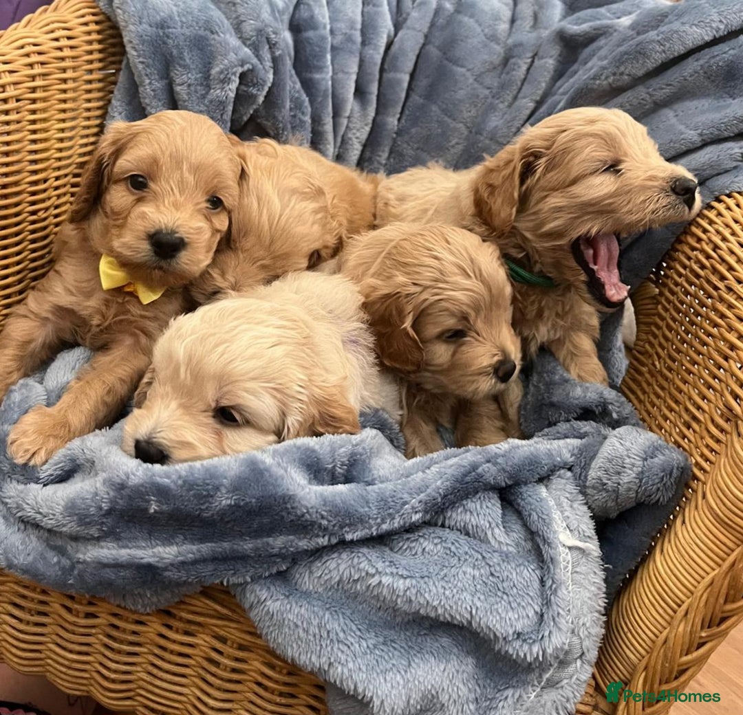 Cockapoo dogs for sale: Beautiful litter of cockapoos - Image 31