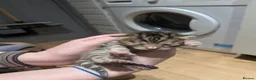 Bengal cats for sale: Bengal Kittens in Liverpool - Advert 6