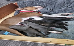 Mixed Breed dogs for sale: Mix Staffy puppies  - Image 1