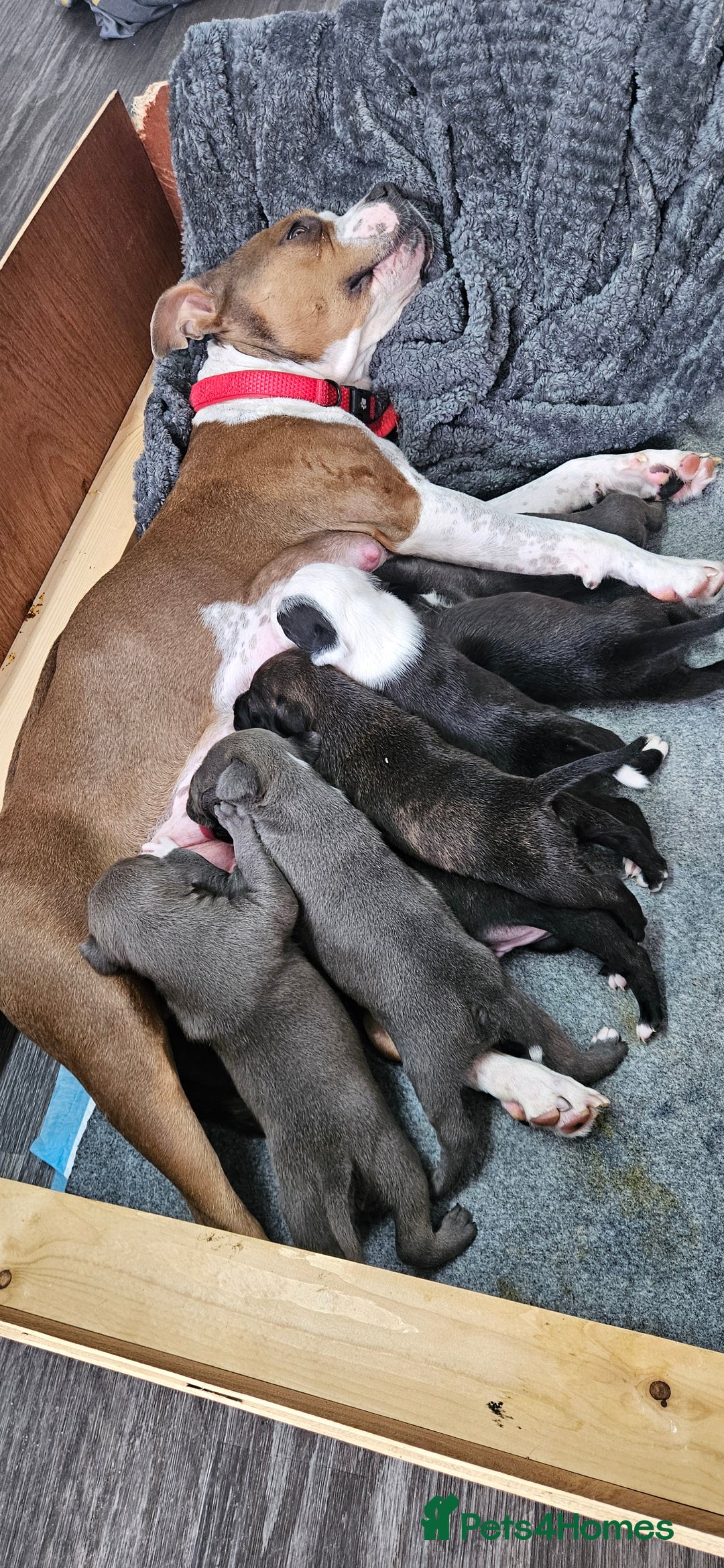 Mixed Breed dogs for sale: Mix Staffy puppies  - Image 1