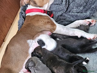 Mixed Breed dogs - Advert 3