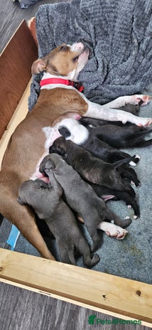 Mixed Breed dogs - Advert 3