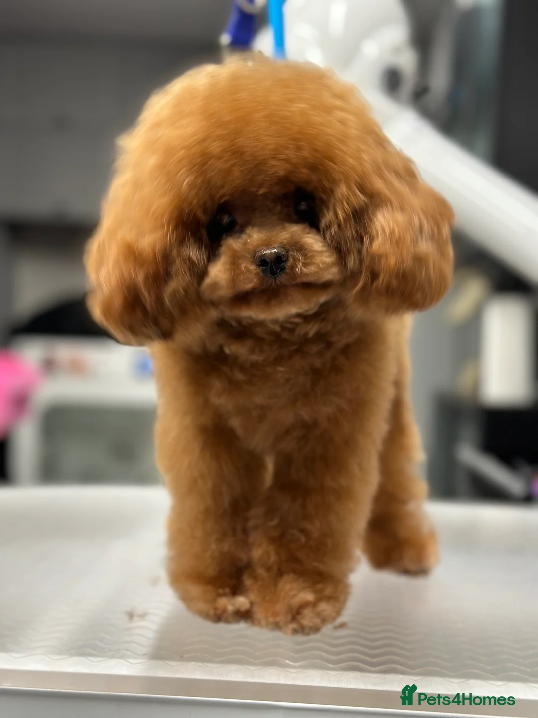 Toy Poodle dogs for stud: Stunning true to type Asian toy poodle in Lanark - Advert 3