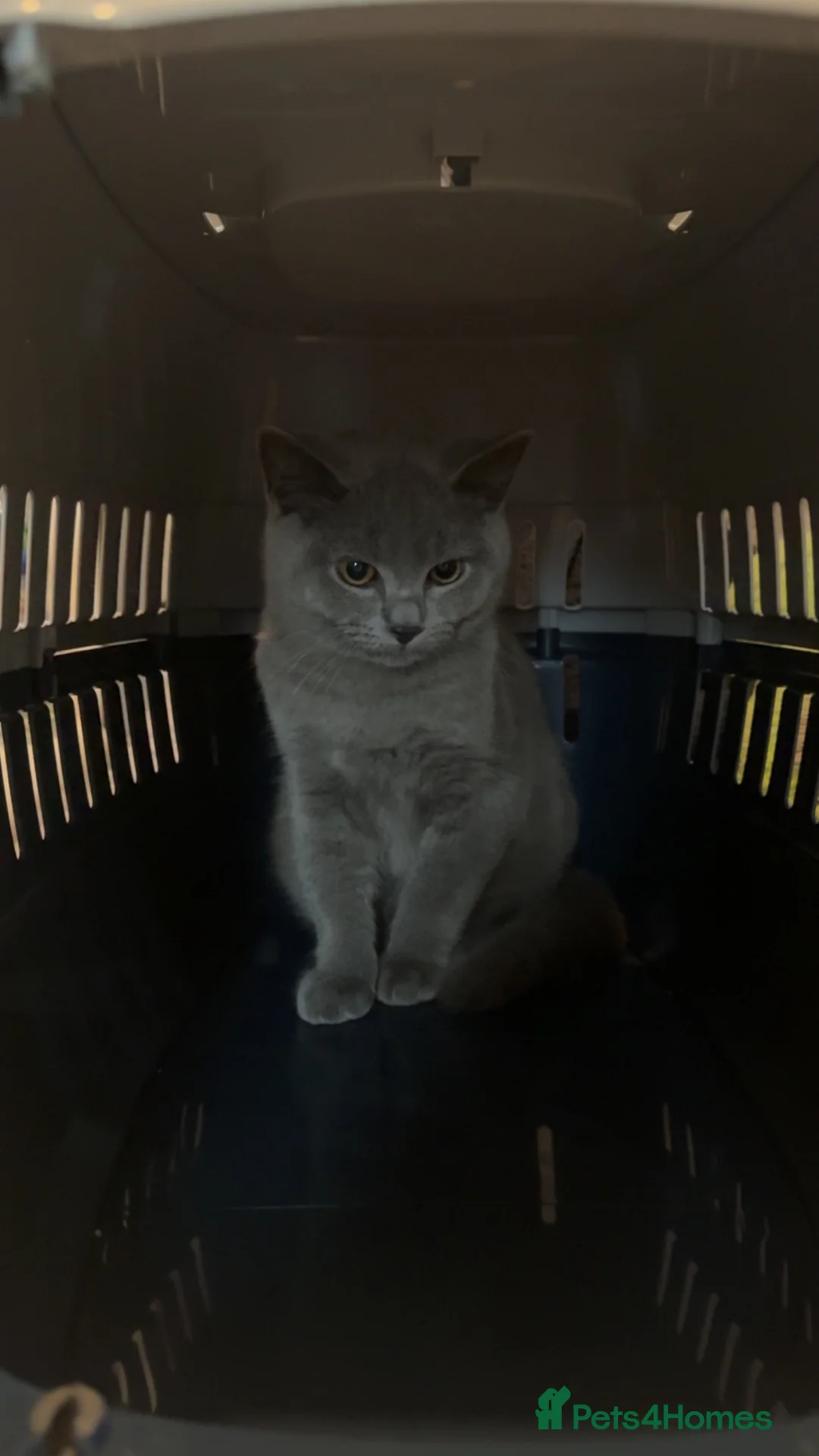 British Shorthair cats for sale: archie in Blackpool - Advert 1