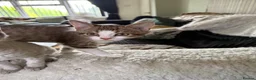 Devon Rex cats for sale: Devon rex  x sphynx kittens  in Bristol - Advert 19