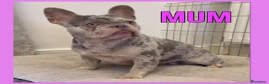 French Bulldog Puppy 1