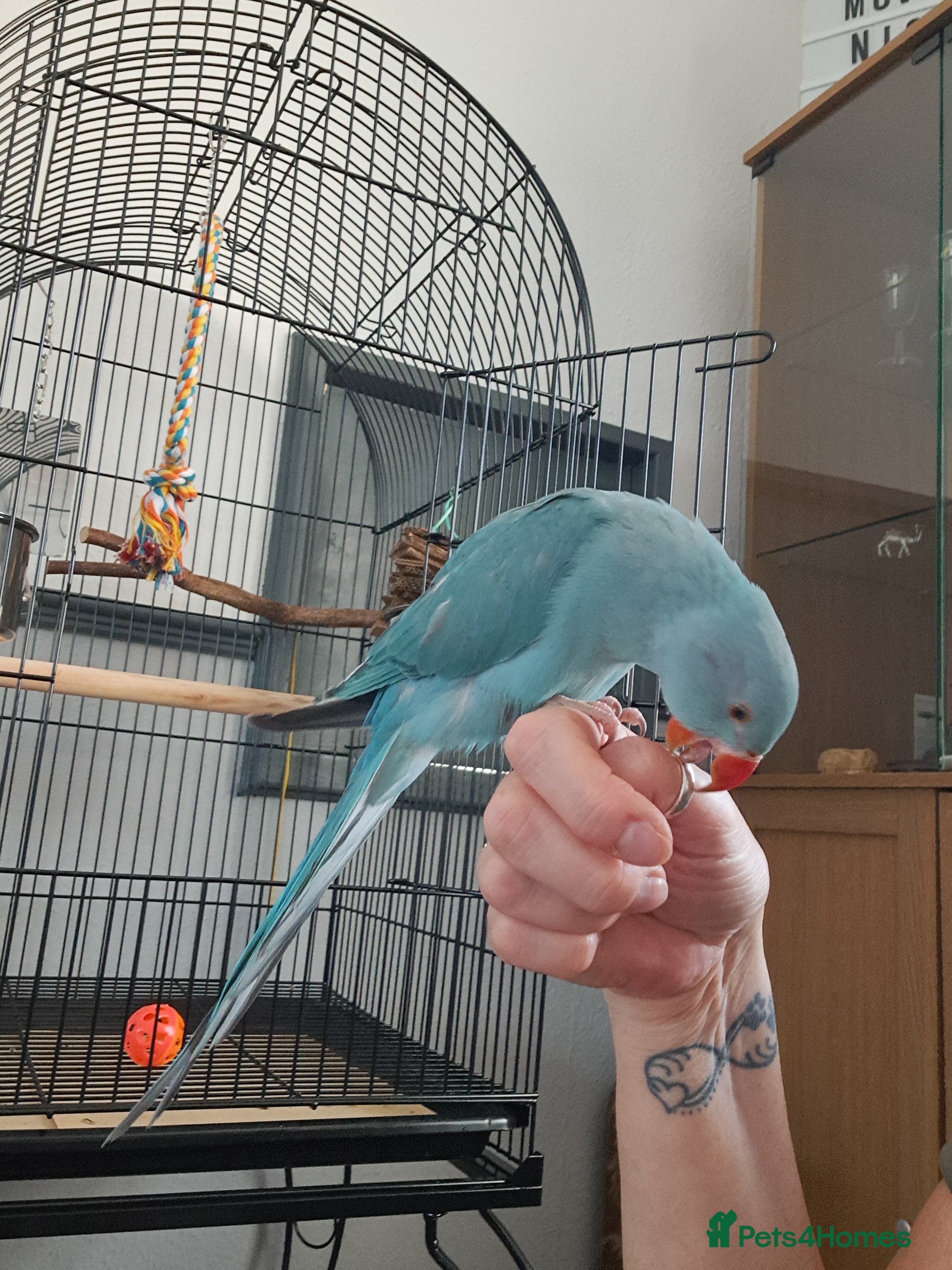 Ringnecks birds Indian Ringneck - Advert 3