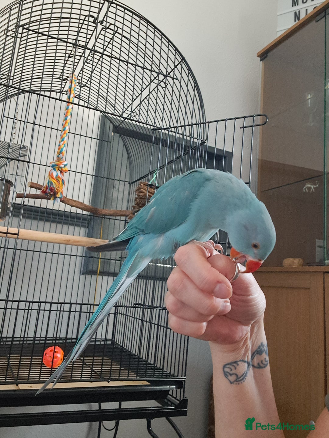 Ringnecks birds for sale: Indian Ringneck - Advert 1