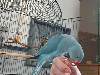 Ringnecks birds Indian Ringneck - Advert 1