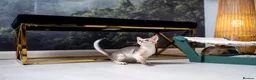 Abyssinian cats for sale: Buddy-Silver Abyssinian boy-Available-TOP quality - Advert 9