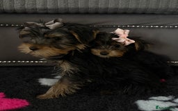 Yorkshire Terrier dogs for sale: Double vaccinated ready to leave - Image 10