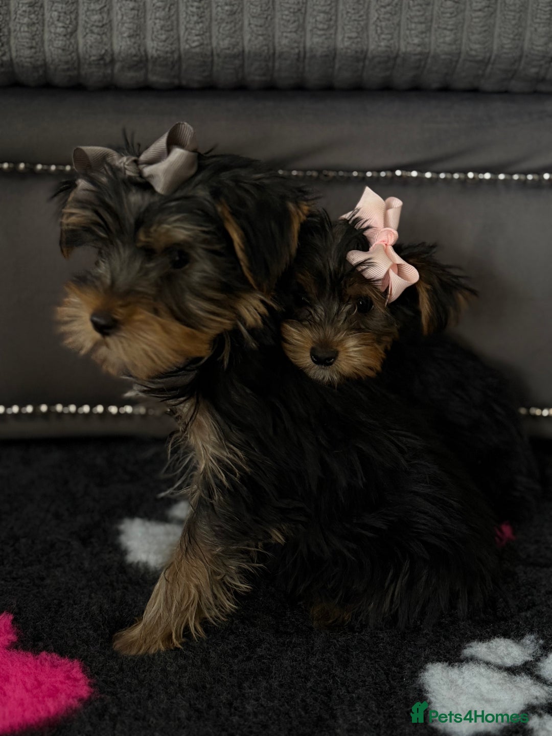 Yorkshire Terrier dogs for sale: Double vaccinated ready to leave - Image 10