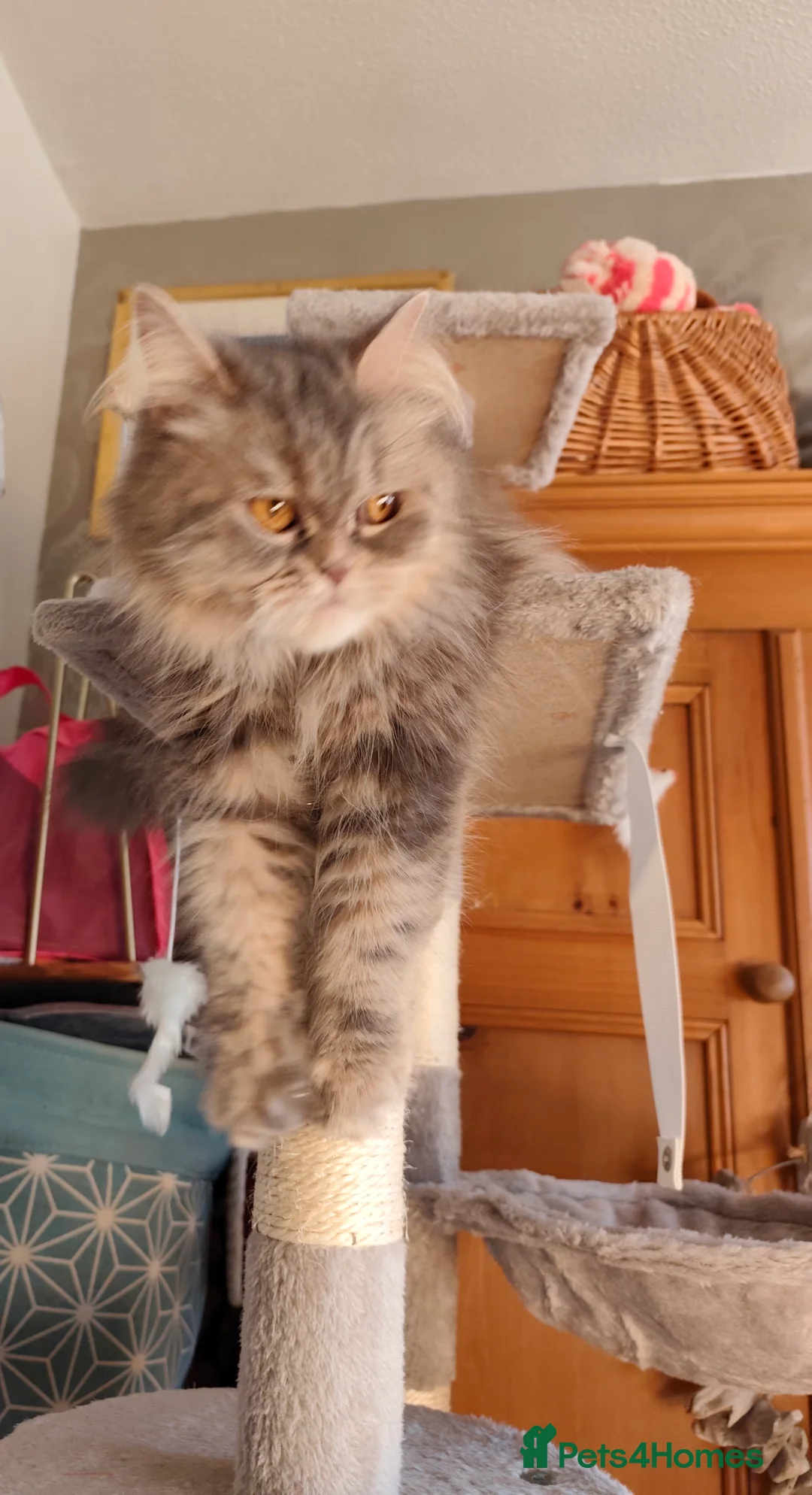 Persian cats for sale: Persian Mixed (F) & Kitten (F) - Advert 13