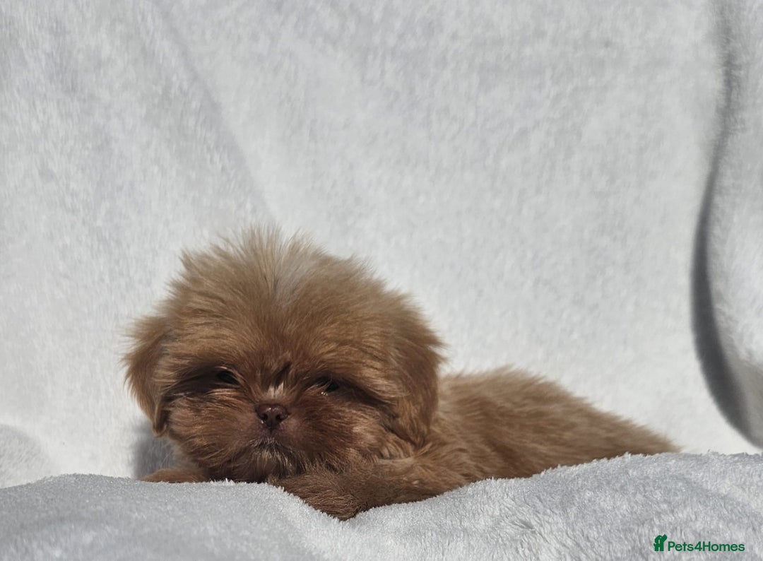 Shih Tzu dogs for sale: Ready now looking for their forever homes  - Image 13