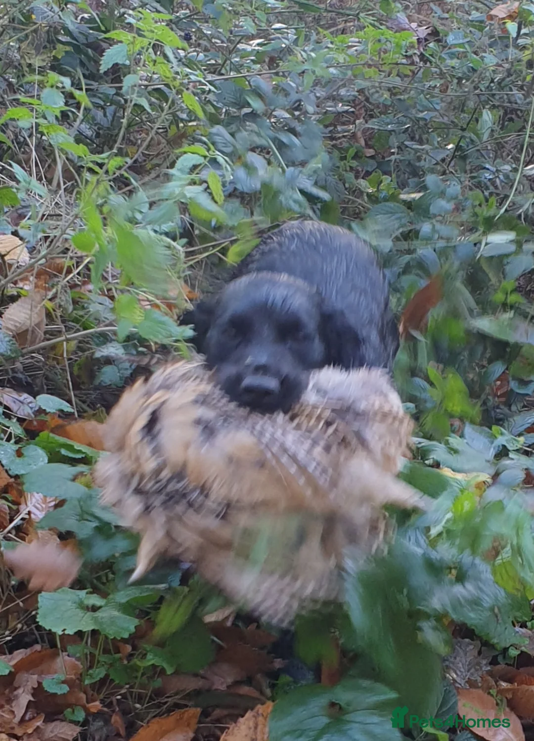 Cocker Spaniel dogs for sale: Cocker spaniel pups - Advert 11