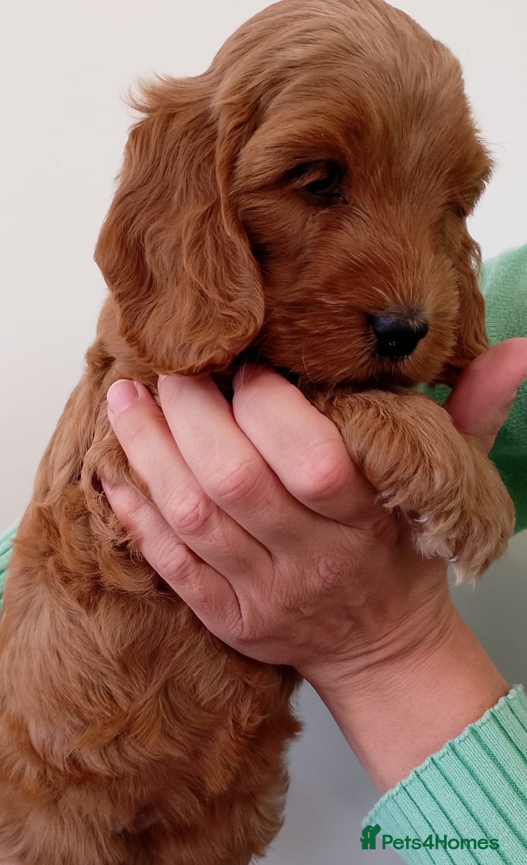 Cockapoo dogs for sale: Stunning F1 Red Miniature - Health Tested Parents - Image 15