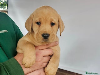 Labrador Retriever dogs Stunning 9 Labradors puppies - Advert 3