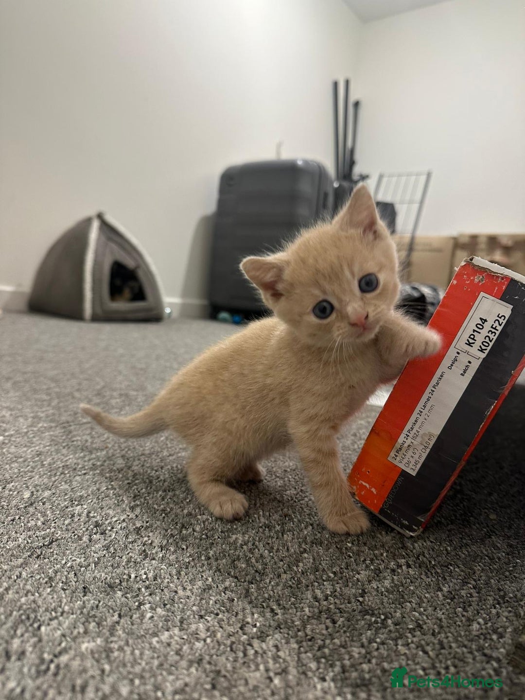 Mixed Breed cats for sale: Beautiful litter of playful kittens  - Advert 7