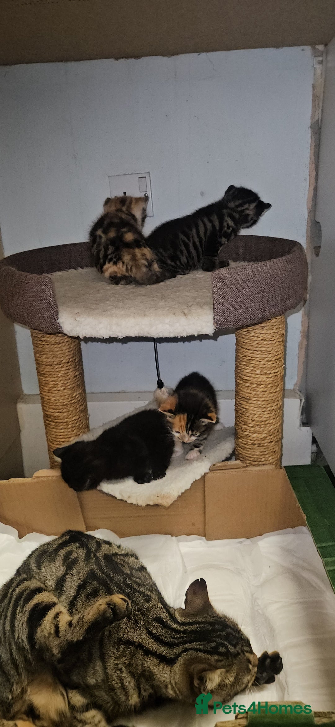 Bengal cats for sale: Kittys:Bengal+British parents  - Advert 18