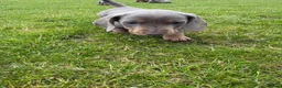 Miniature Dachshund dogs for sale: Two Mini Daschund boys looking for forever home  in Durham - Advert 8