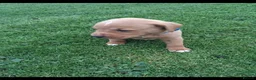 Labrador Retriever dogs for sale: LABRADOR PUPS. KC REG & COUNCIL LICENSED. 0%ROI - Advert 8