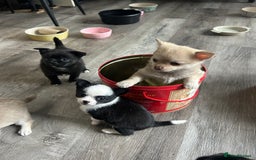 Chihuahua dogs for sale: READY NOW chihuahua x Pom puppies  - Image 28