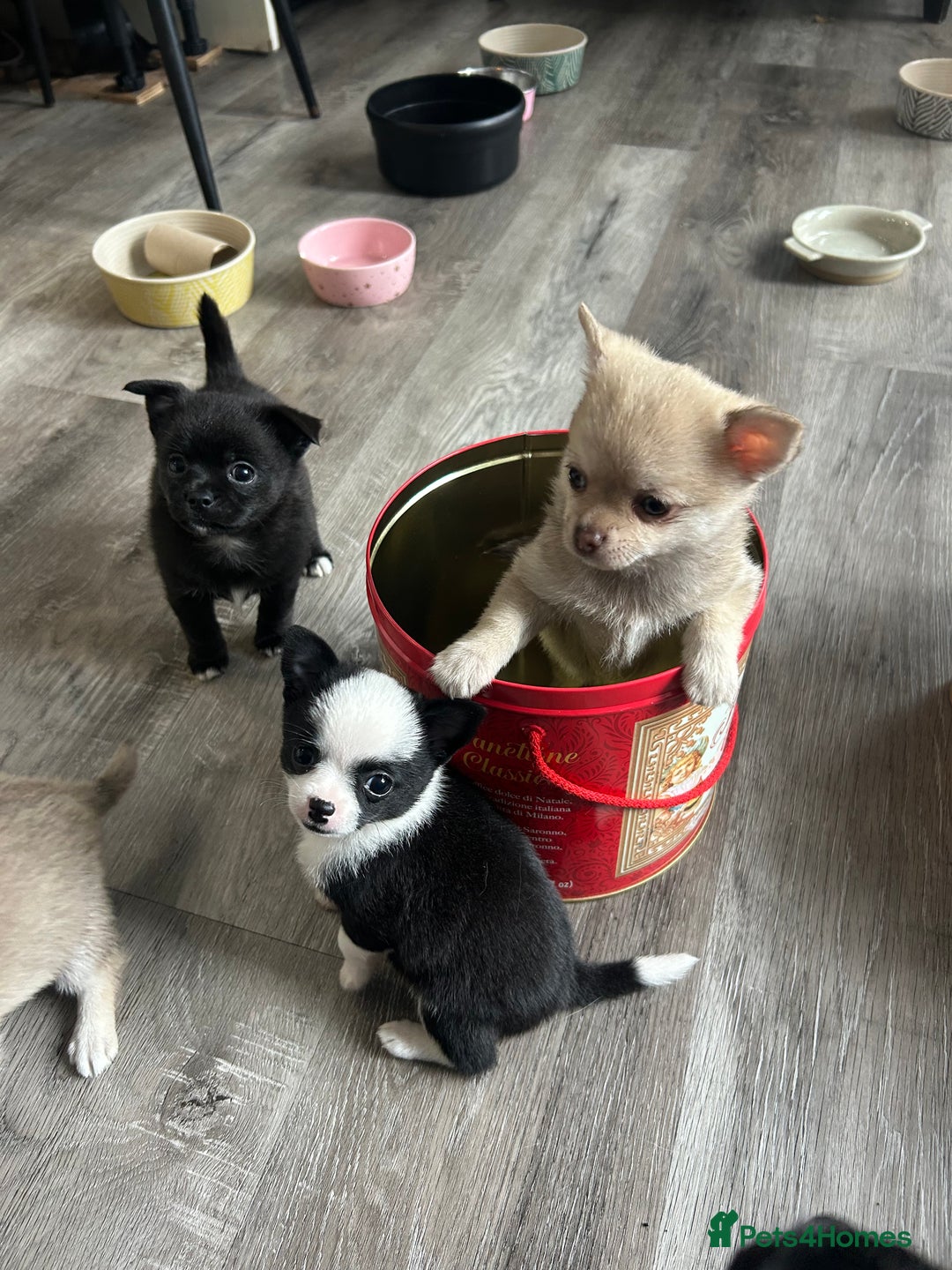 Chihuahua dogs for sale: READY NOW chihuahua x Pom puppies  - Image 28