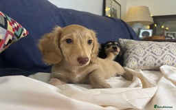 Miniature Dachshund dogs for sale: Miniature long haired cream dachshund. KC reg/PRA - Image 12