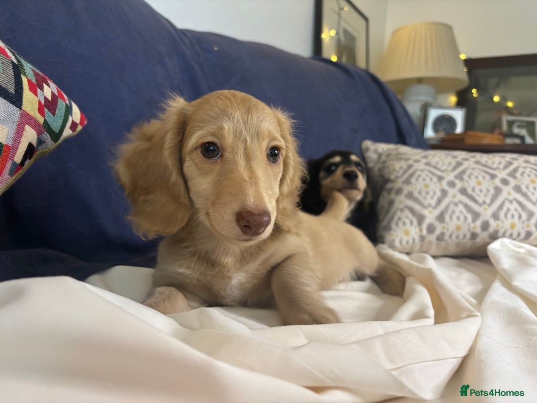 Miniature Dachshund dogs for sale: Miniature long haired cream dachshund. KC reg/PRA - Image 12
