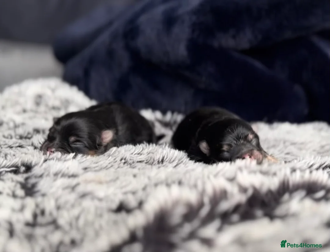 Pomeranian dogs for stud: STUNNING FENDI OPEN AT STUD 🏆CHAMPION SIRED🏆 in Grays - Advert 36