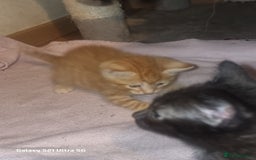 Domestic Shorthair cats for sale: Lovely Kittens, ready to be reserved 😺 - Image 12