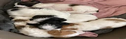Jackapoo dogs for sale: BEAUTIFUL LITTER OF JACKAPOO PUPPIES in Crediton - Advert 16