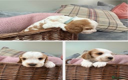 Cocker Spaniel dogs for sale: KC REG Showtype Cocker Spaniel LAST PUP ready 3/8 - Image 22