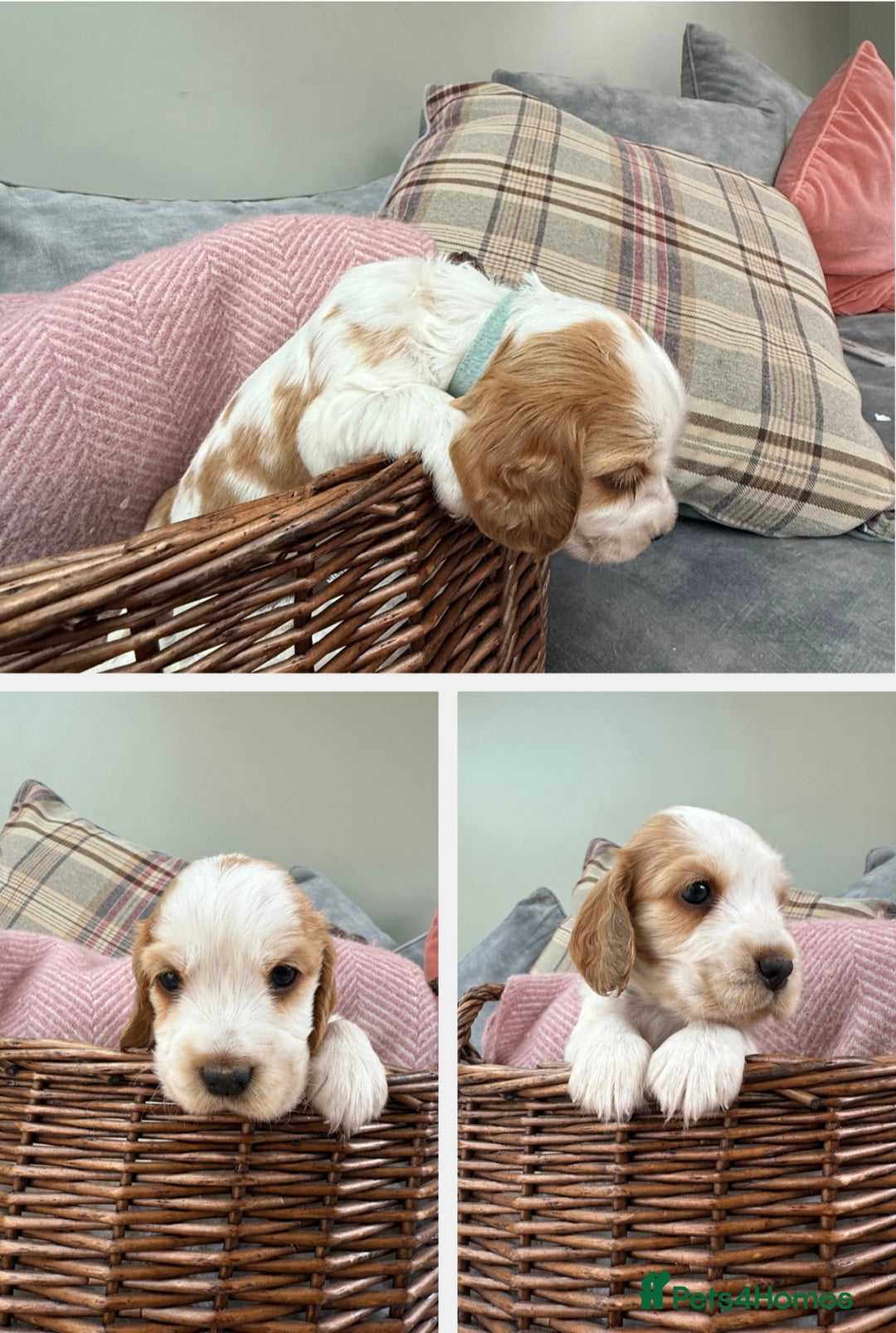 Cocker Spaniel dogs for sale: KC REG Showtype Cocker Spaniel LAST PUP ready 3/8 - Image 22