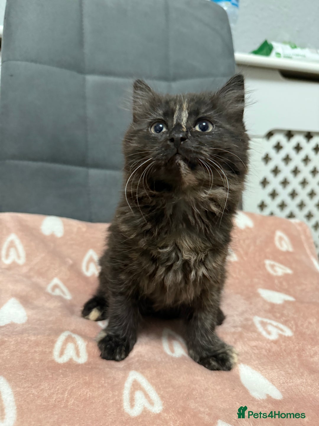 Mixed Breed cats for sale: Mixed kitten breed - Advert 4