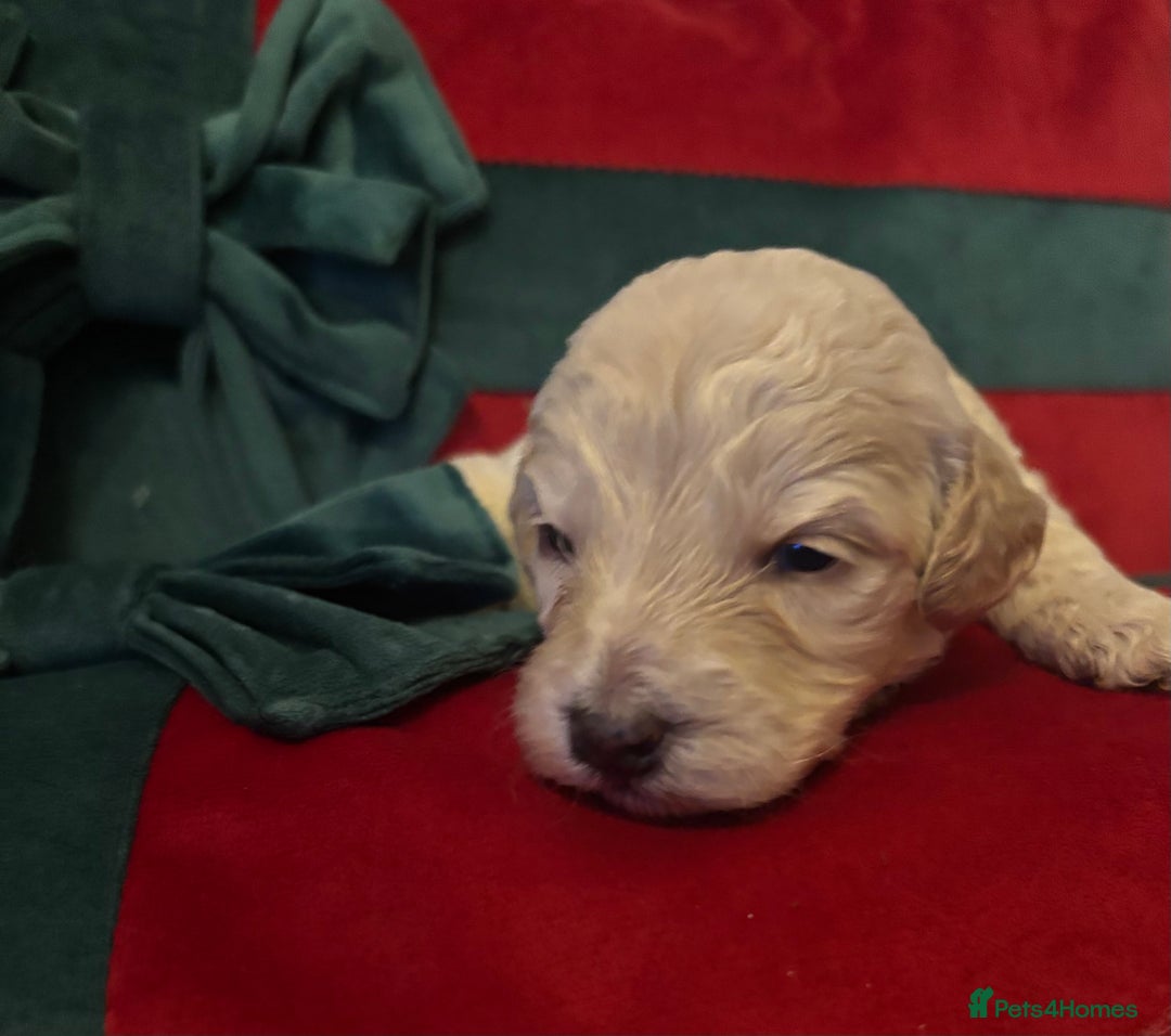 Cockapoo dogs for sale: ⭐️OUTSTANDING, HIGH QUALITY Cockapoo F1B Puppies⭐️ - Advert 14