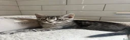 Bengal cats for sale: Tabby mixed kittens  - Advert 4